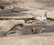 Clay colored Sparrows 4955